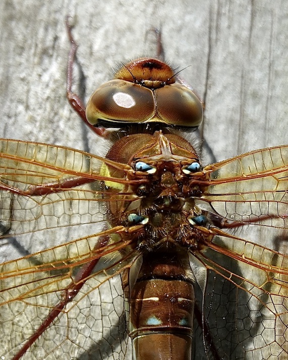 brown hawker
